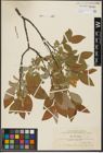 Foto von Salix hastata L.